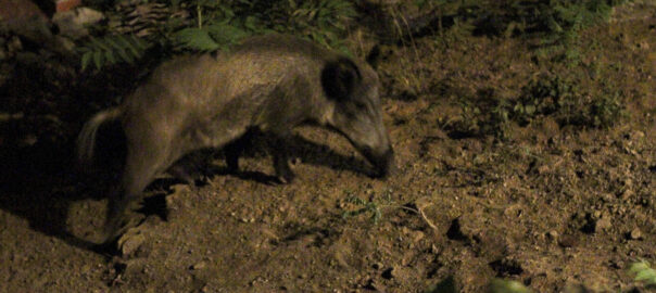 Imatge d'arxiu d'un porc senglar als voltants de l'Observatori Fabra de Collserola (fotografia: Albert Salamé).