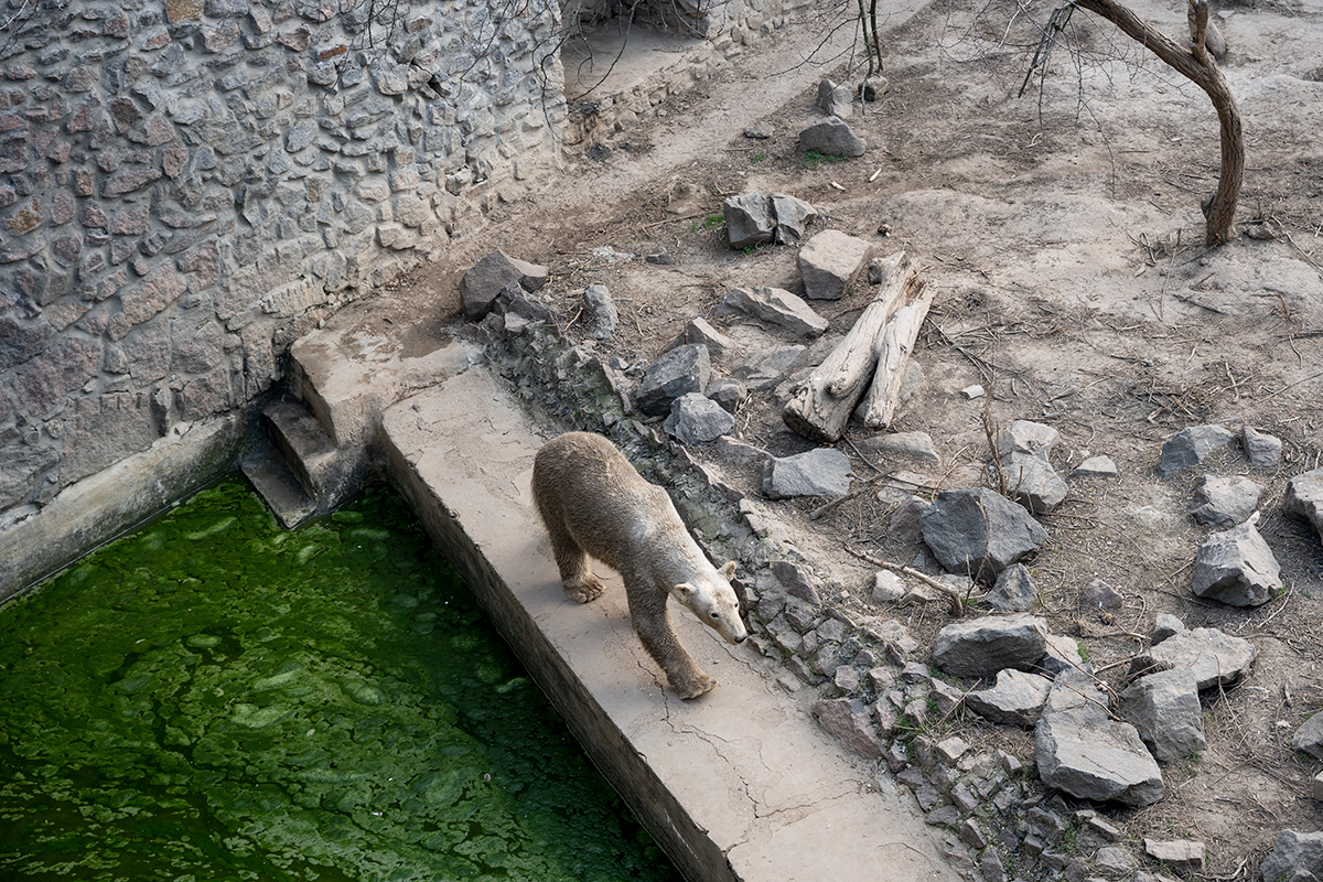 L’ós polar del zoo de Mikolàïv (fotografia: Alfons Cabrera).