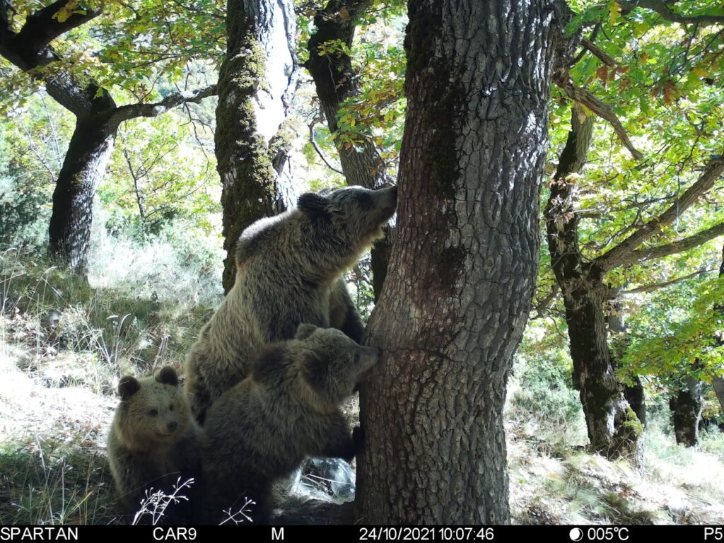 Segon atac d’un ós a un ramat aquesta primavera a la Vall d’Aran