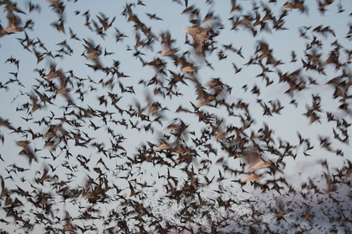 Els ratpenats són considerats l'origen probable de la covid-19. Fotografia: US Fish and Wildlife Service Headquarters.