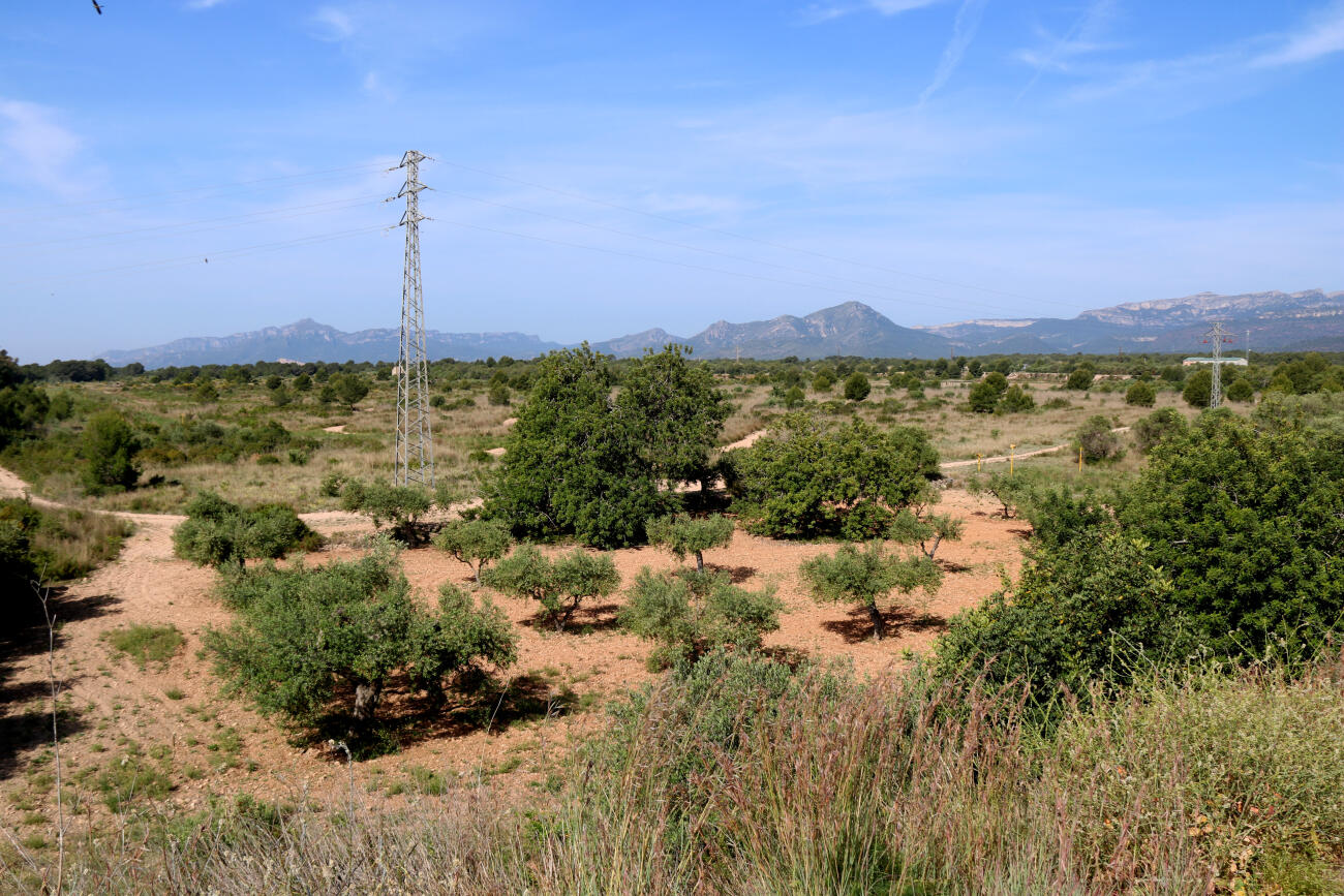 Terrenys de la zona dels Comellarets, a Mont-roig del Camp, on s'instal·larà la fàbrica de Lotte Energy Materials