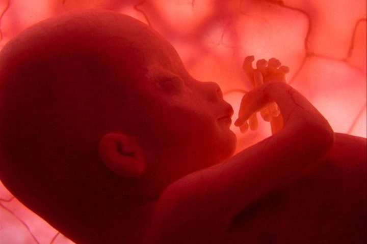 Imatge d’un fetus humà (fotografia: EFE).