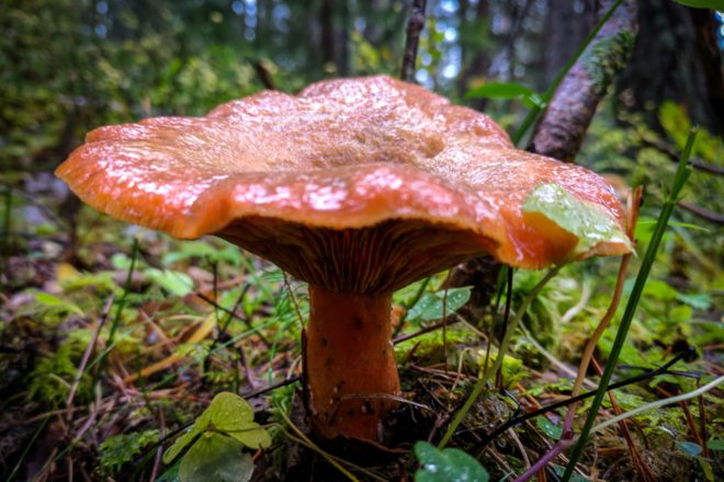 Domineu els noms dels bolets? Poseu-vos a prova amb un nou Què Sé Jo 