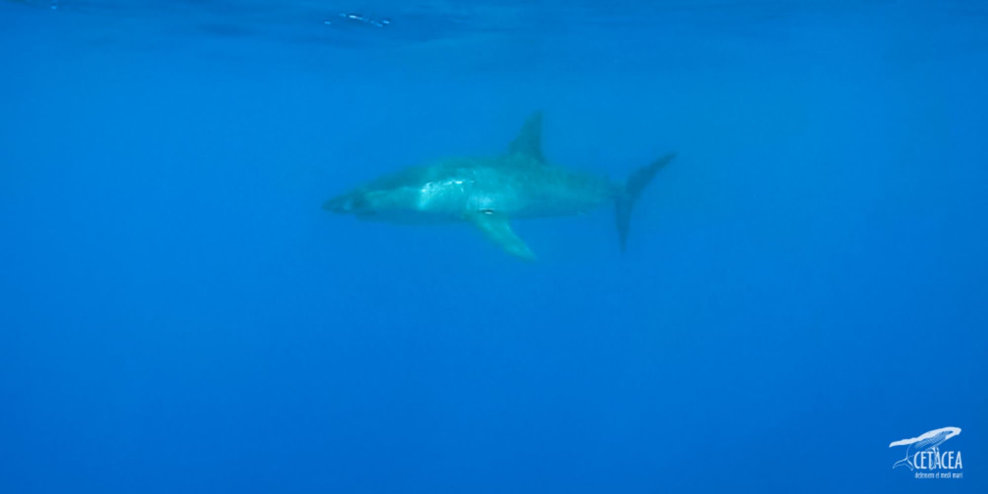 Fotografia: Associació Cetàcea