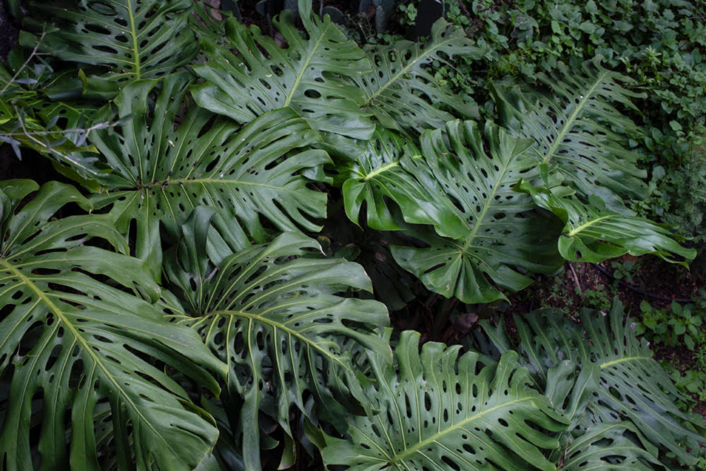 Fotografia: Jean-Marie del Moral.