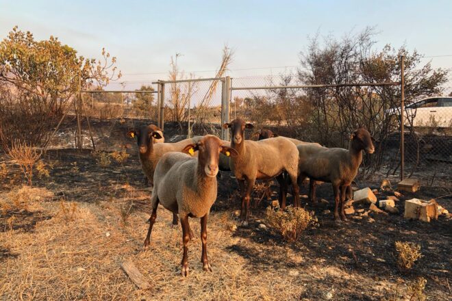 El ramat d’ovelles de Pego que ha desafiat l’incendi de la Vall d’Ebo tot fent tallafocs