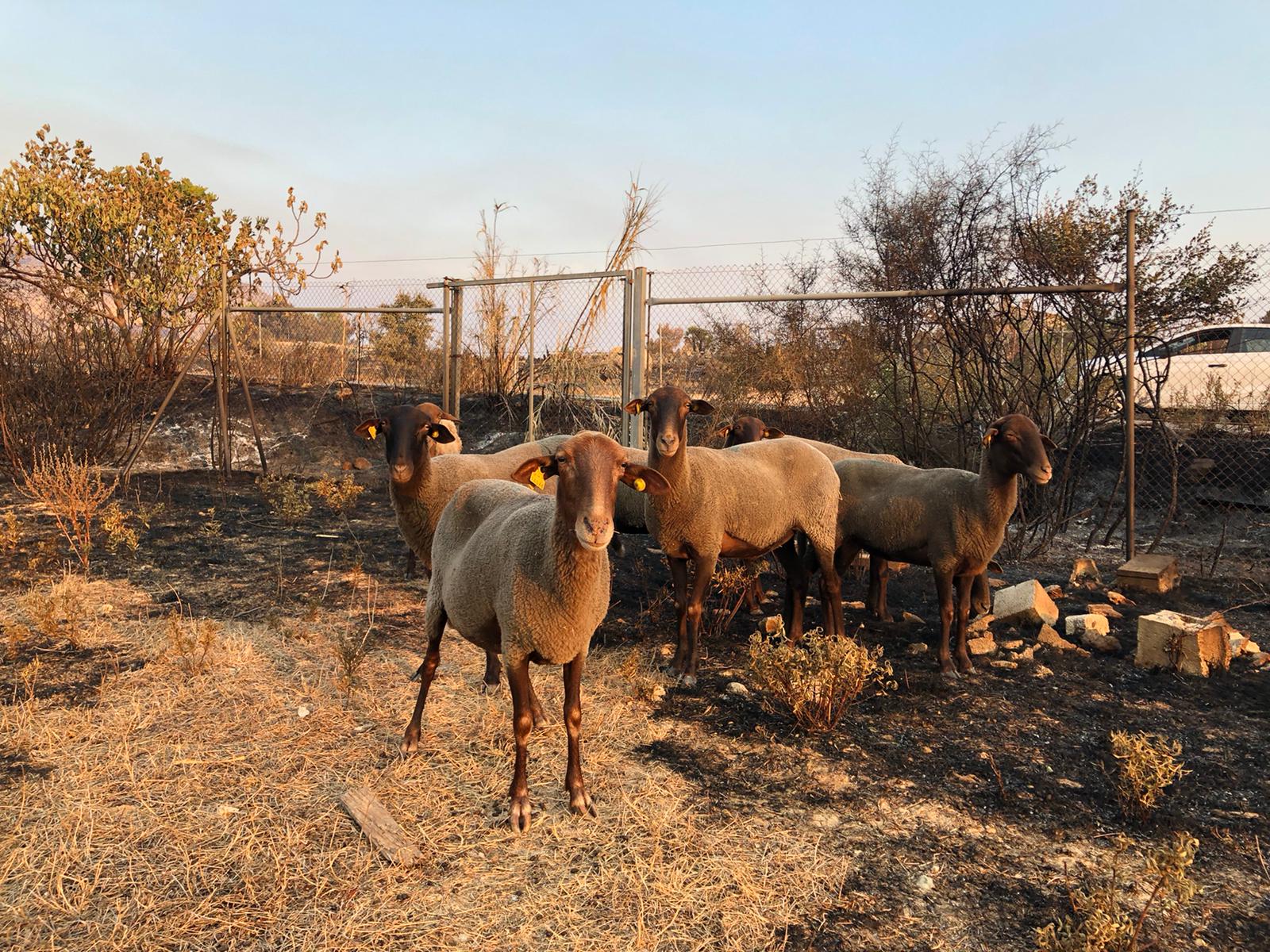 El ramat d'ovelles de Pego (fotografia: Pego Viu).