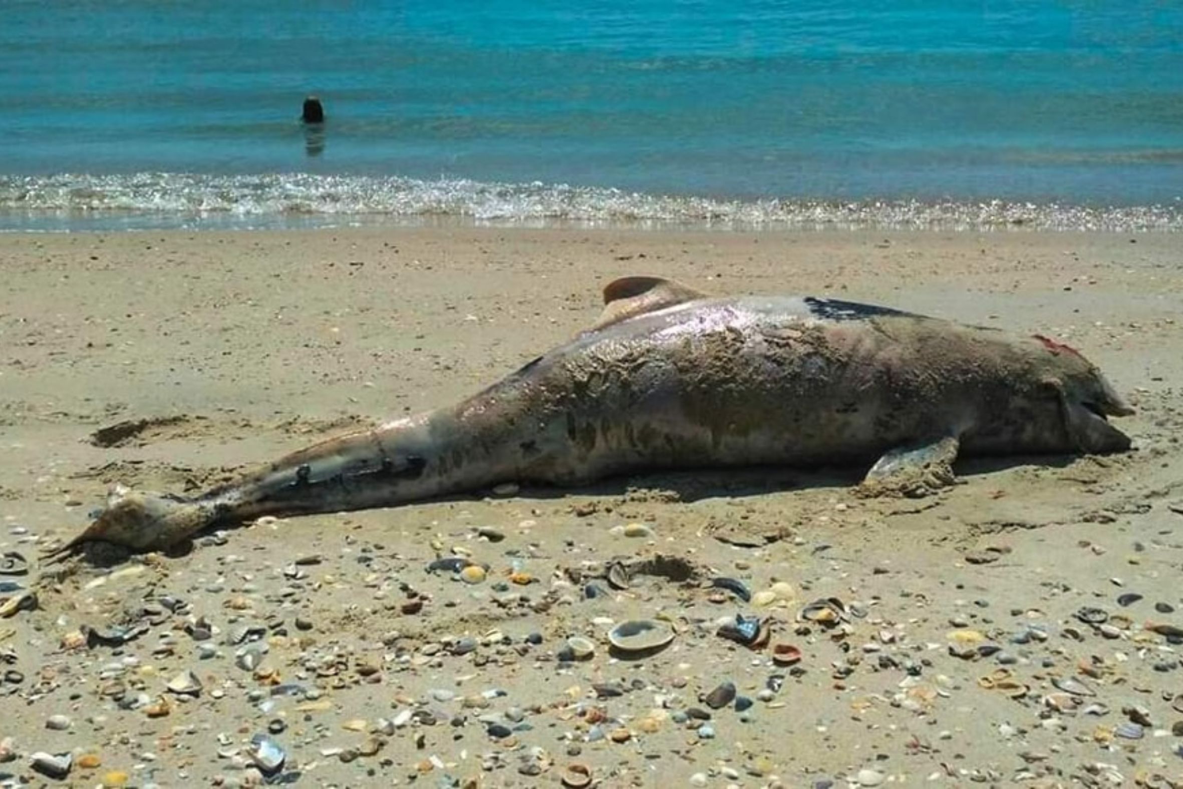 Un dofí jau mort a la costa de la Mar Negra, a Ucraïna. Fotografia: Ivan Rusev