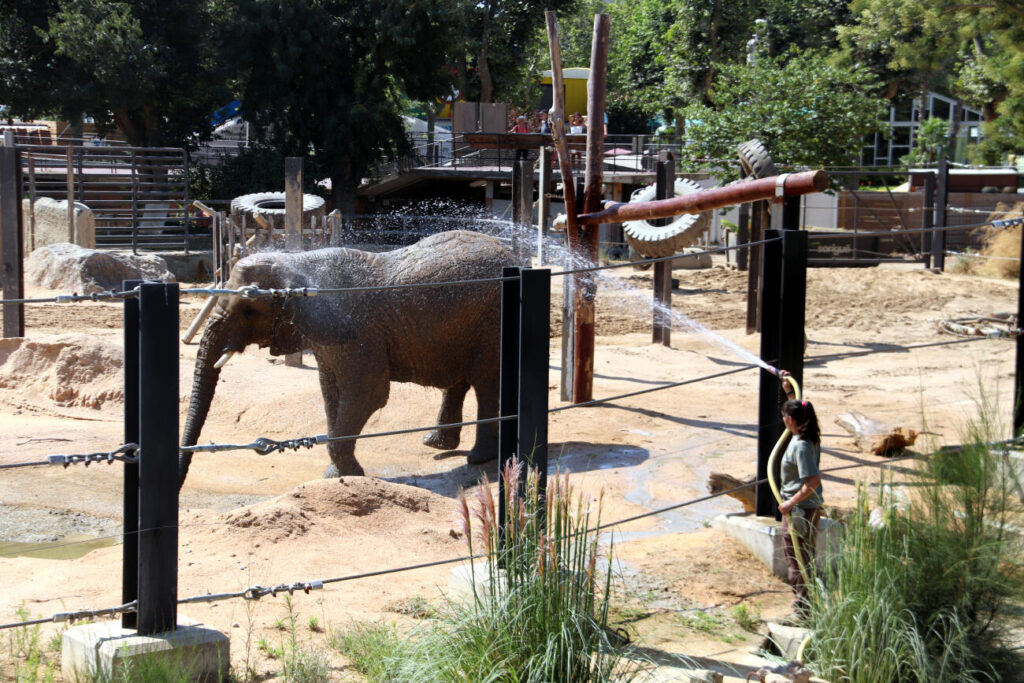 El Zoo de Barcelona activa el protocol de calor intensa per a garantir la salut dels animals