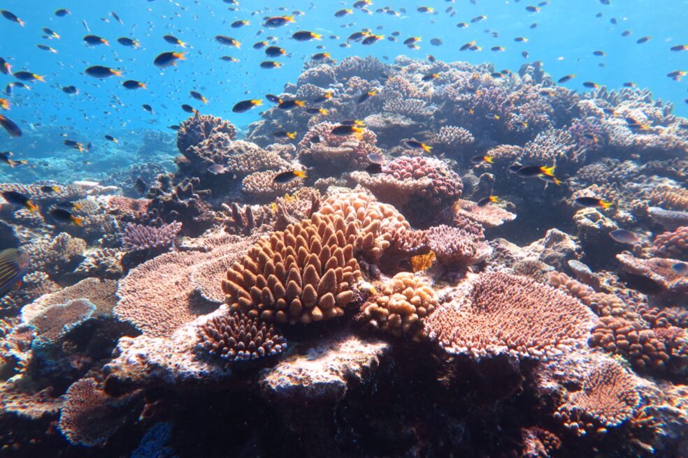 La recuperació insòlita de la Gran Barrera de Corall deixa bocabadats els experts
