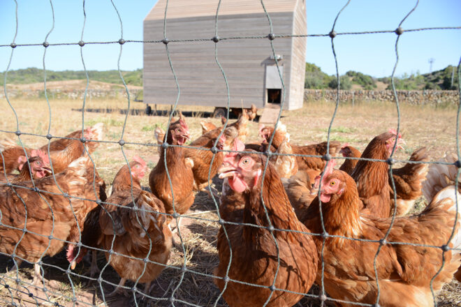 La CE estableix noves mesures contra la grip aviària després de divuit brots en set estats