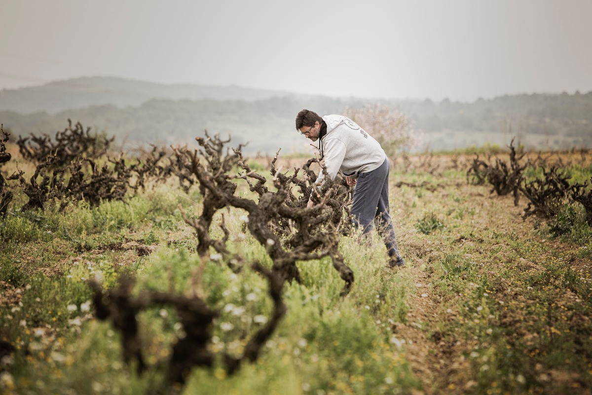 L'elaborador Oriol Pérez de Tudela en una vinya seva de macabeu (fotografia: Guillem Voltas Cabet / Produccions Saurines).