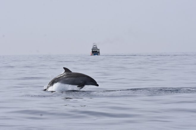 [VÍDEO] Enregistrades imatges inèdites de dofins alimentant-se en xarxes de pesca al cap de Creus