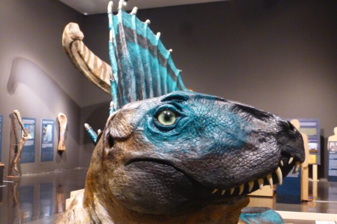 El Museu de Lleida mostra la diversitat geològica i biològica de Ponent i el Pirineu durant 550 milions d’anys