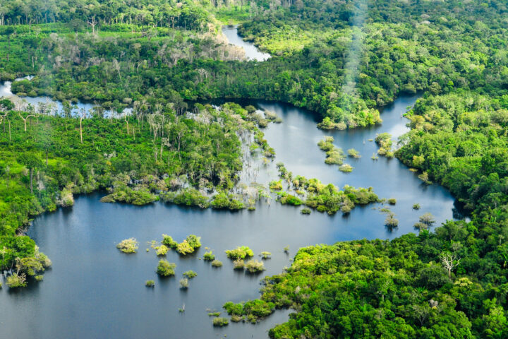 Pla de la selva amazònica. Fotografia: CIFOR.