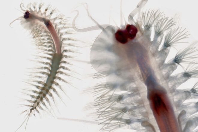 Descobreixen una nova espècie de cuc cavernícola en una cova d’Alcúdia