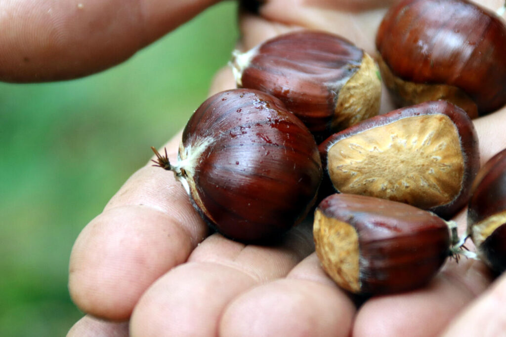 Com fer castanyes i moniatos a casa? Receptes per al forn, el microones o la fregidora d’aire