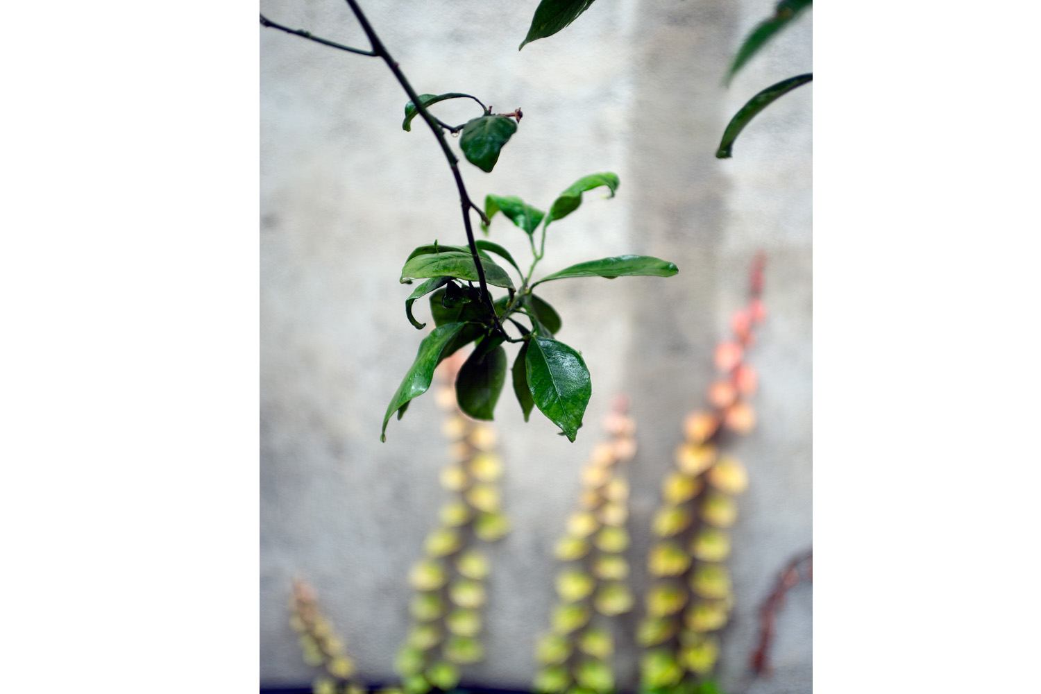 Fotografia: Jean-Marie del Moral.