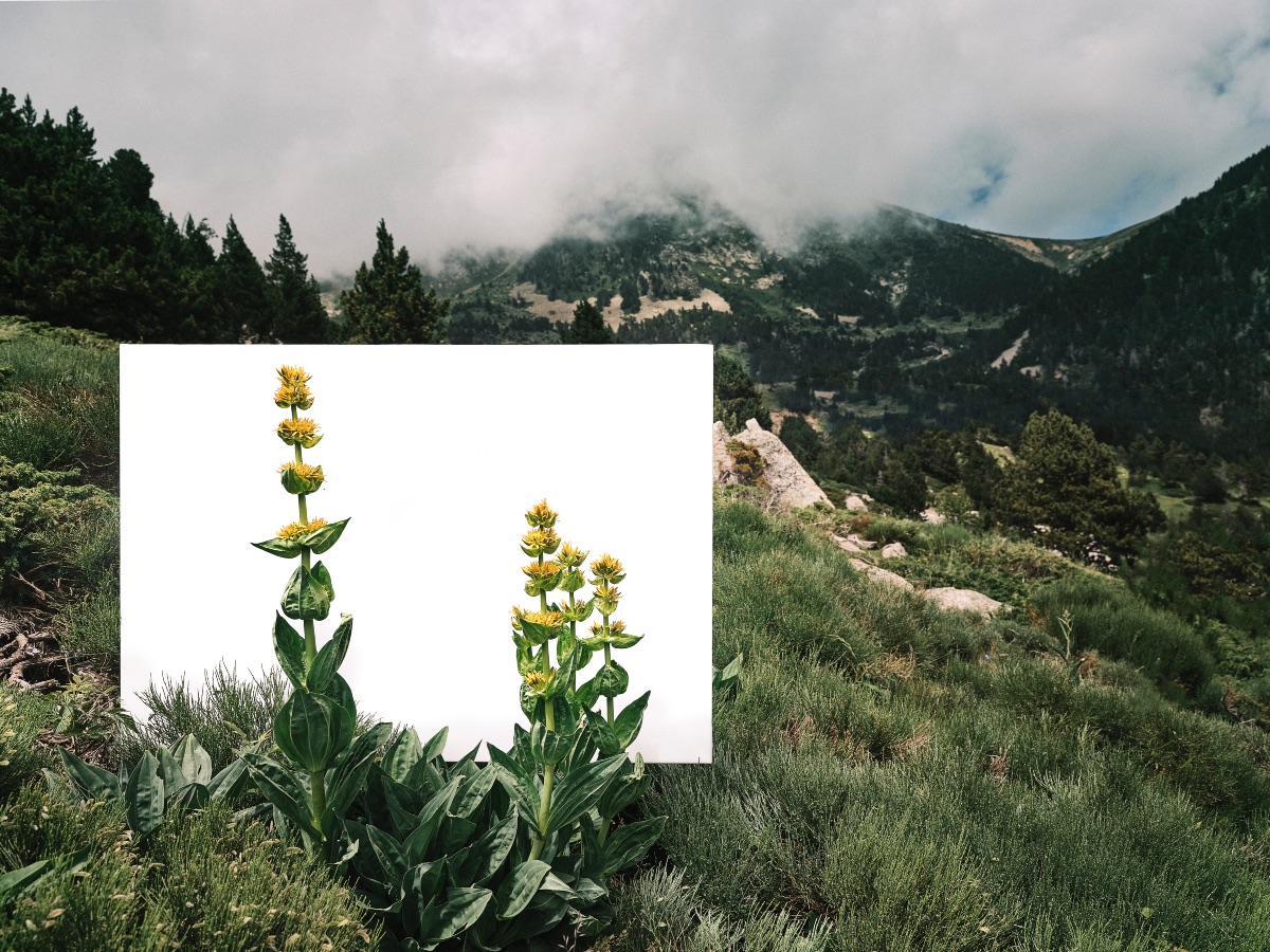 La genciana que neix a Vallter.