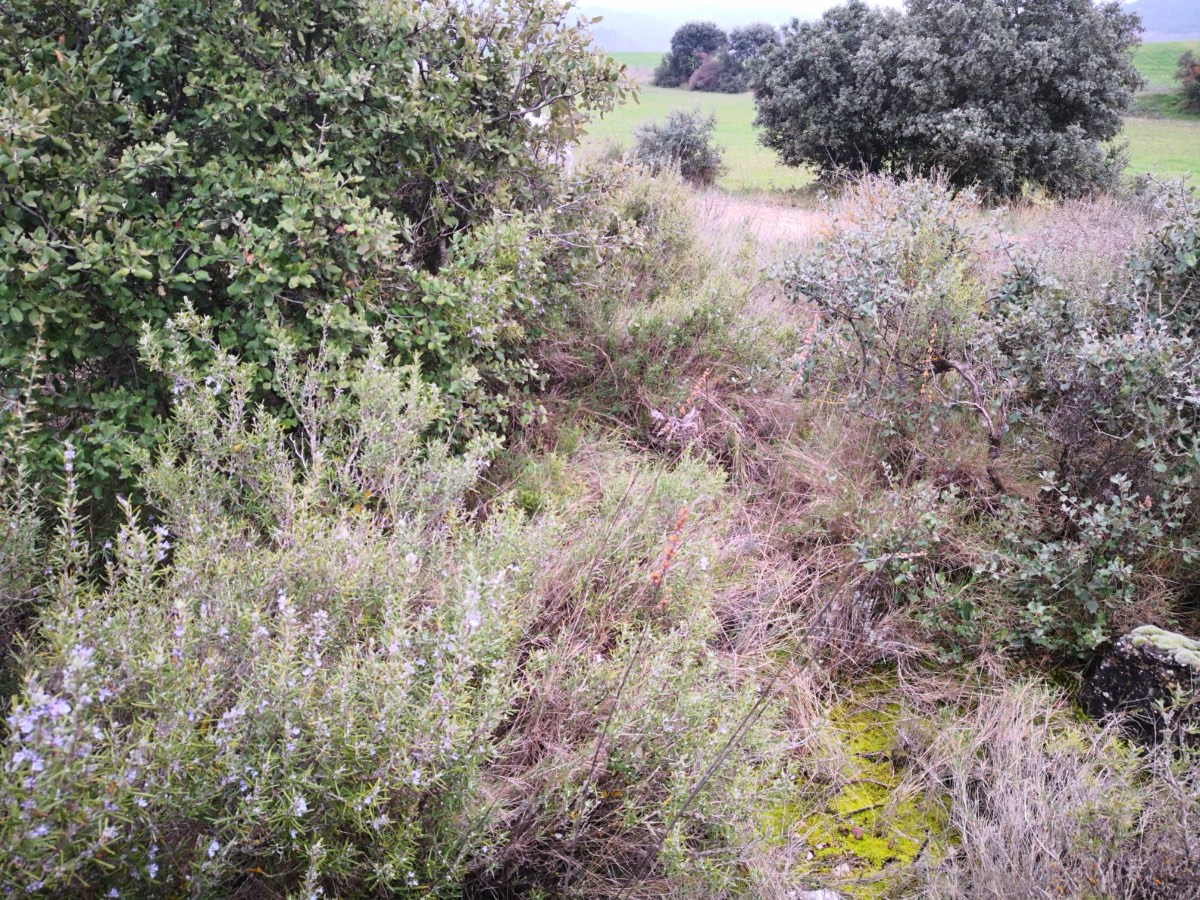 Vegetació mediterrània que creix al voltant d'una vinya.