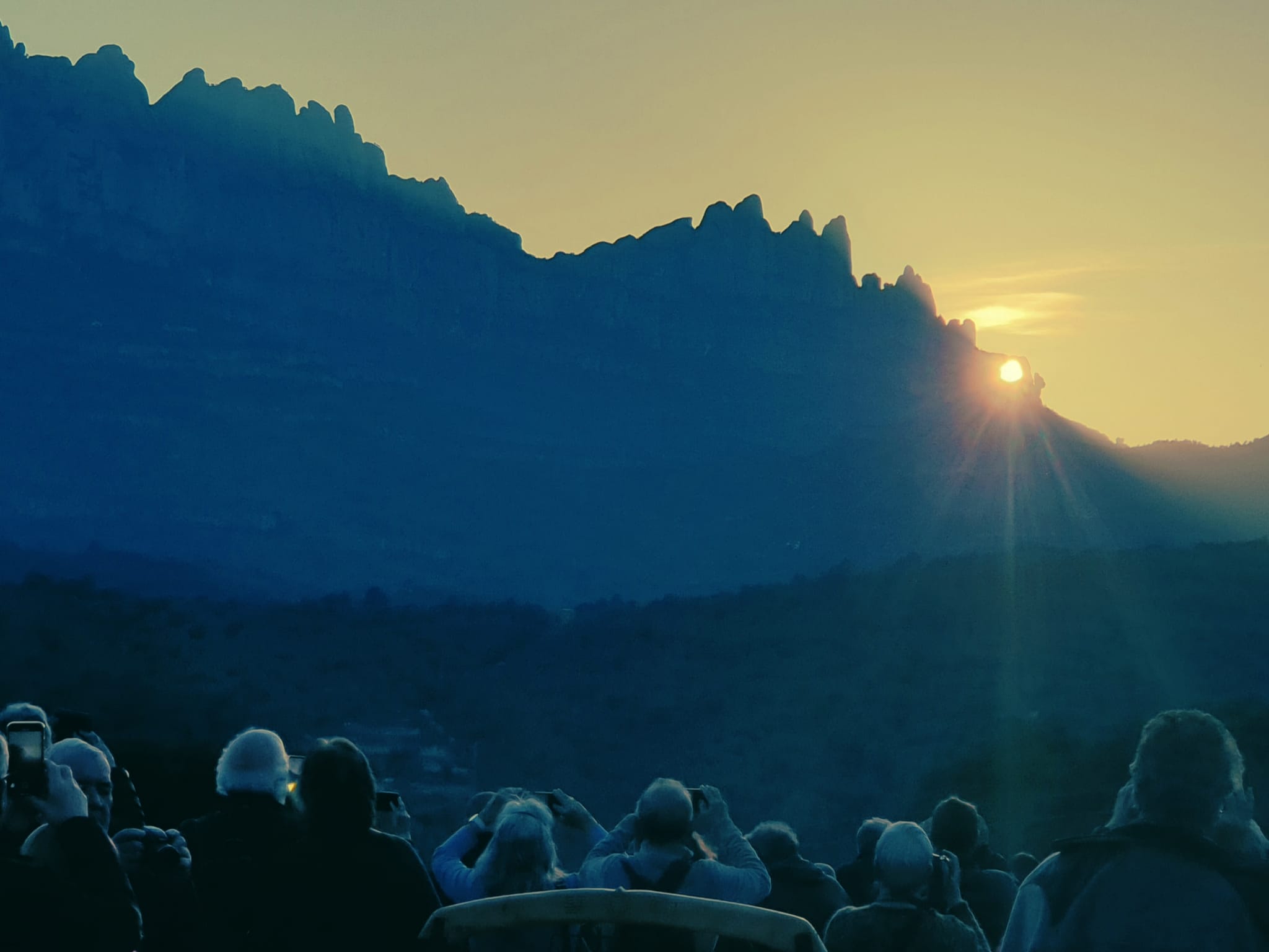 Imatge d'una Flor de Sol (cedida per l'Ajuntament de Castellbell i el Vilar)