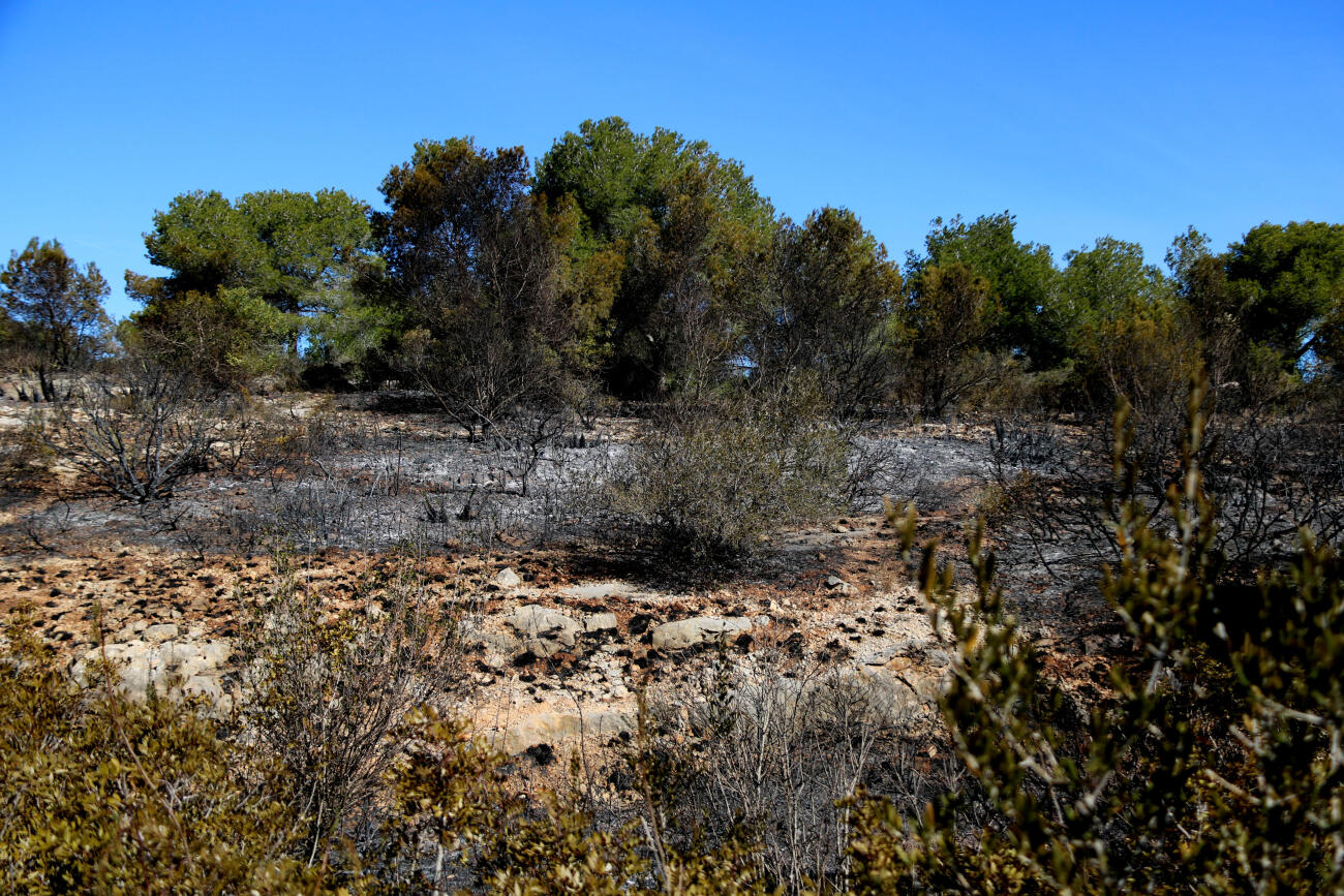 Zones de bosc cremades a l'incendi de Calafell