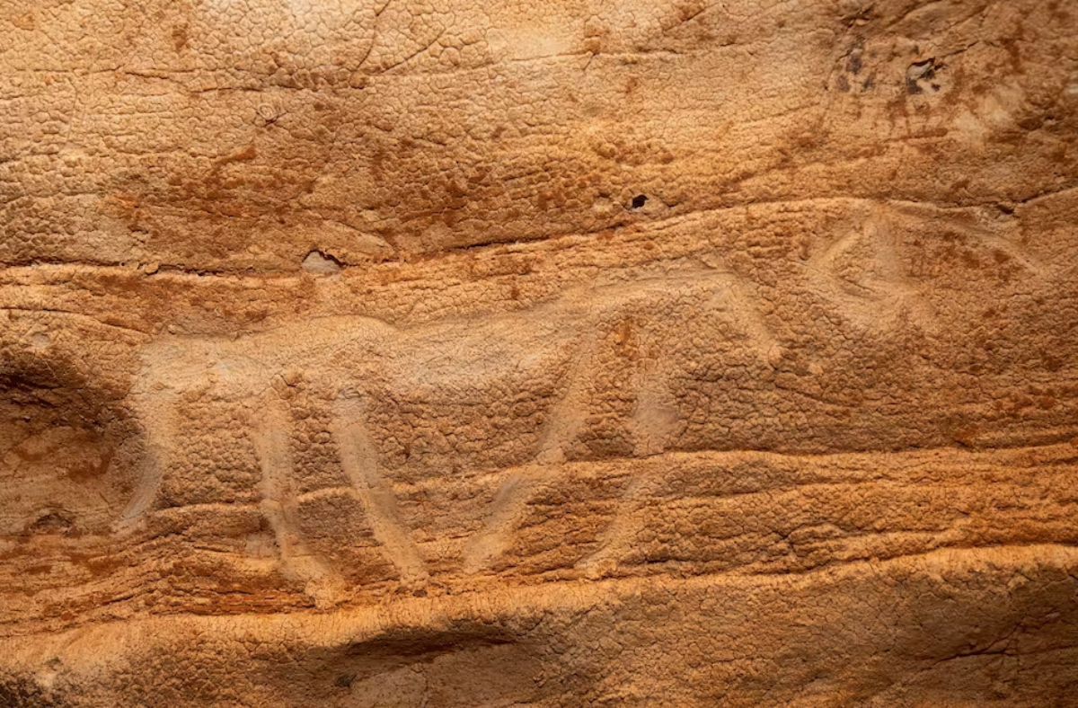 Detall de quadrúpede (bòvid o cavall?) realitzat amb el dit sobre la paret tova. Sala dels Gravats, Cova de la Vila (La Febró). Fotografia: María D. Guillén/IPHES-A prop, CC BY