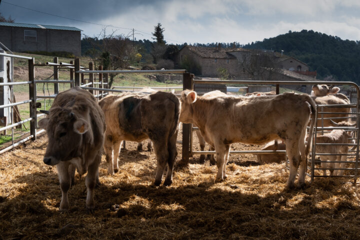 Fotografia: Adiva Koenigsberg.