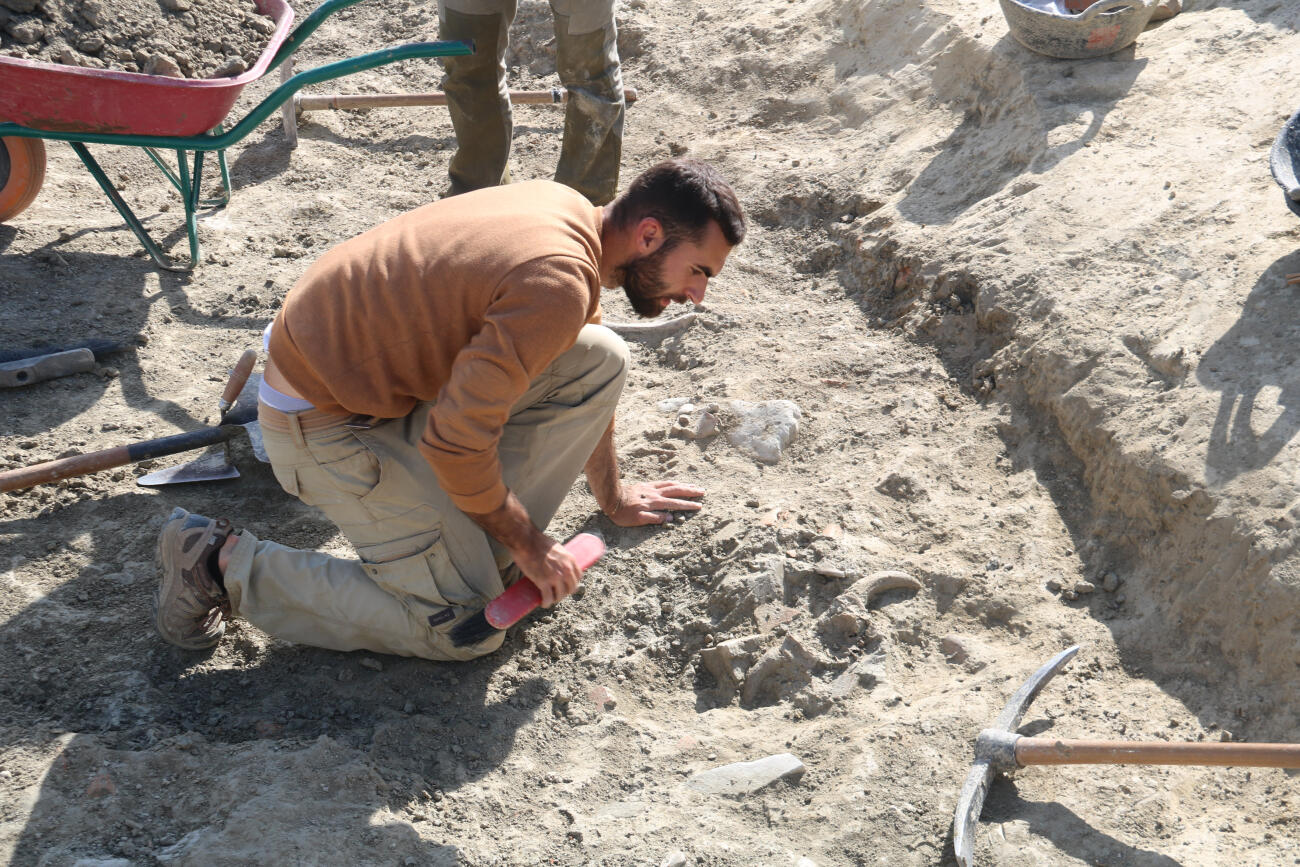 Un arqueòleg excavant un dels cranis d'animal localitzats a Vilauba (fotografia: ACN).
