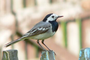 La cuereta blanca és l'ocell amb més noms recollits al llibre (fotografia: Wikimedia Commons / Artur Mikołajewski / CC BY-SA 3.0).