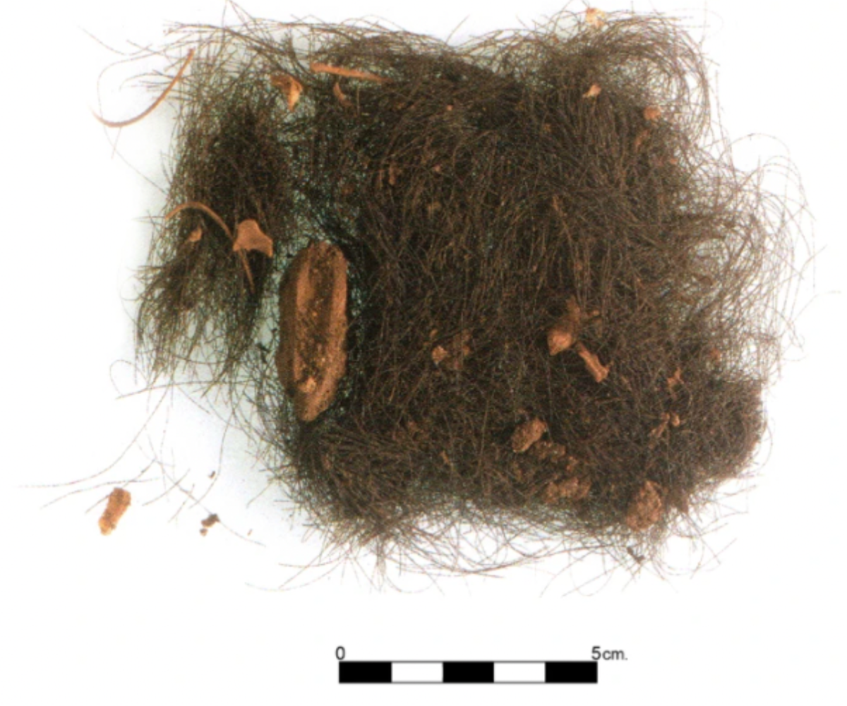 Fotografia: Scientific Reports.