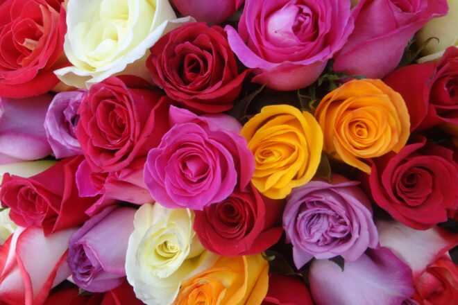 Per què regalem roses per Sant Jordi? Què simbolitzen els colors?