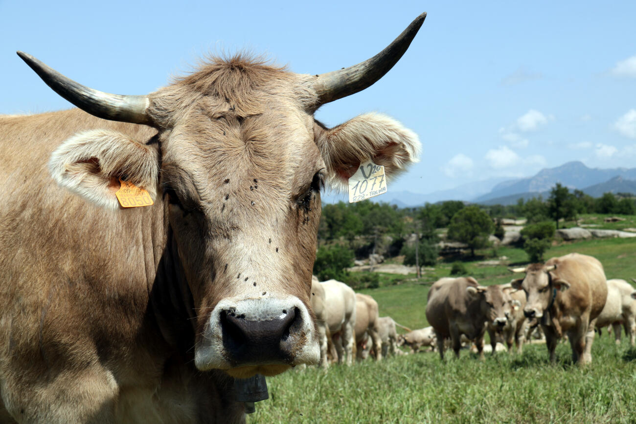 El primer impost del món que persegueix les emissions causades pel bestiar