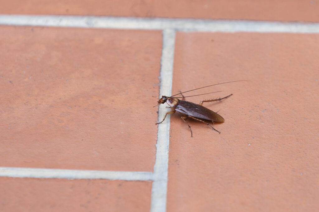 La pluja i la calor fan preveure un estiu complicat de mosquits i paneroles