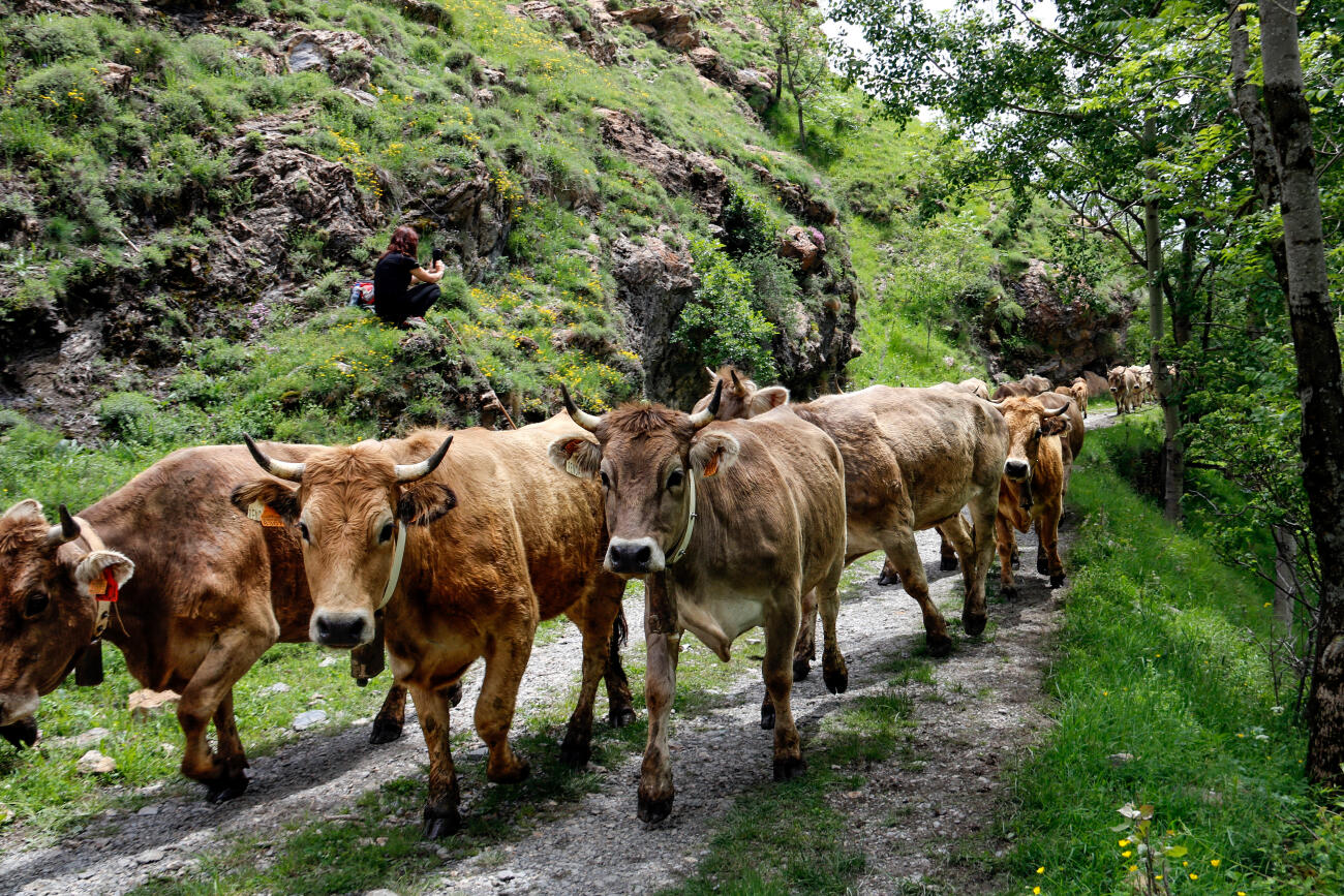Un ramat de vaques pujant a la muntanya de Llessui (fotografia: ACN).