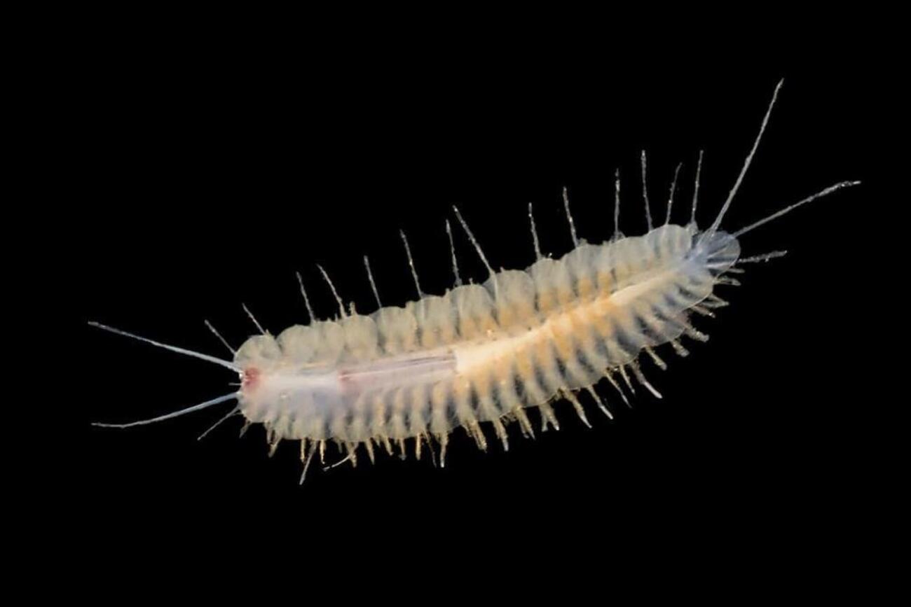 Una nova espècie de cuc marí descoberta per un equip d’investigadors en una cavitat de Mallorca (fotografia: CEAB).