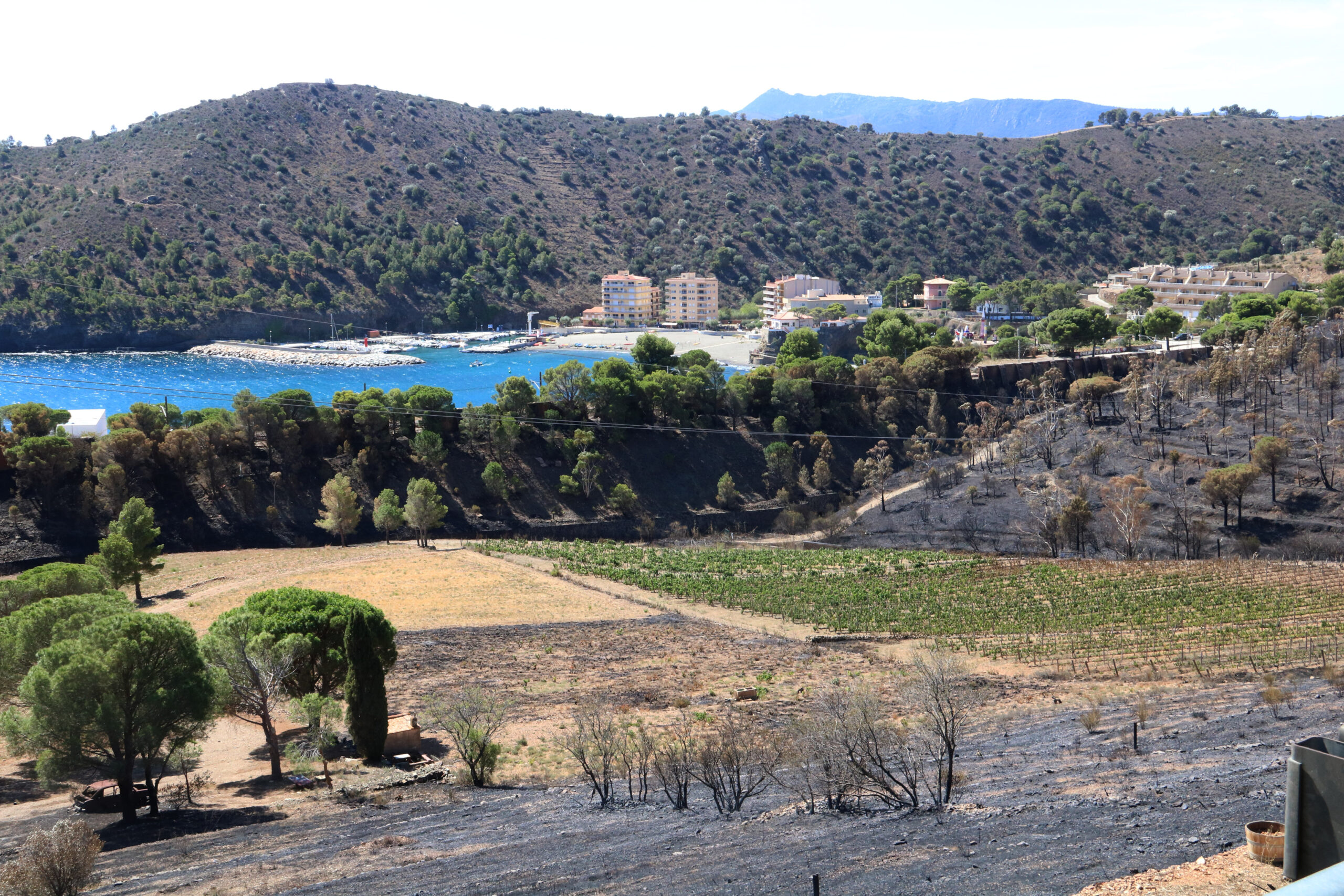En un primer pla la vinya centenària cremada completament per l'incendi de Portbou (