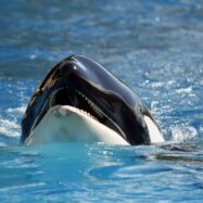 Els experts ho tenen clar: les orques que ataquen vaixells no volen fer mal a ningú, sinó simplement jugar
