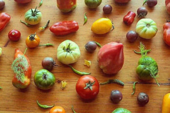 Diverses varietats de tomàquets cultivades als Casals, al Berguedà (fotografia: els Casals).