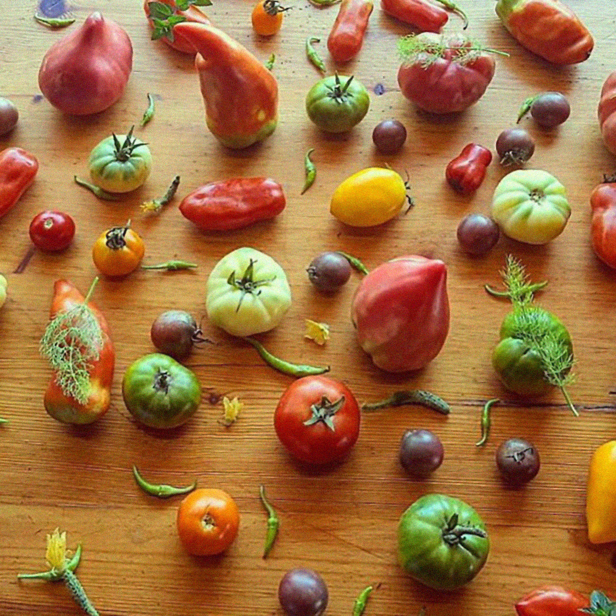 Diverses varietats de tomàquets cultivades als Casals, al Berguedà (fotografia: els Casals).
