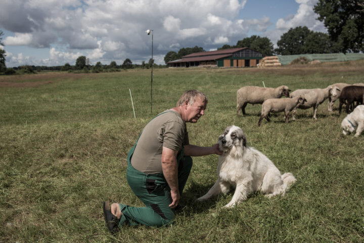 Gerd Jahnke té vint gossos de muntanya del Pirineu de pelatge blanc, criats no per al pasturatge sinó per a la protecció. Els gossos són criats amb el ramat, de manera que tracten les ovelles com si fossin família (fotografia: Eman Helal per a The Washington Post).
