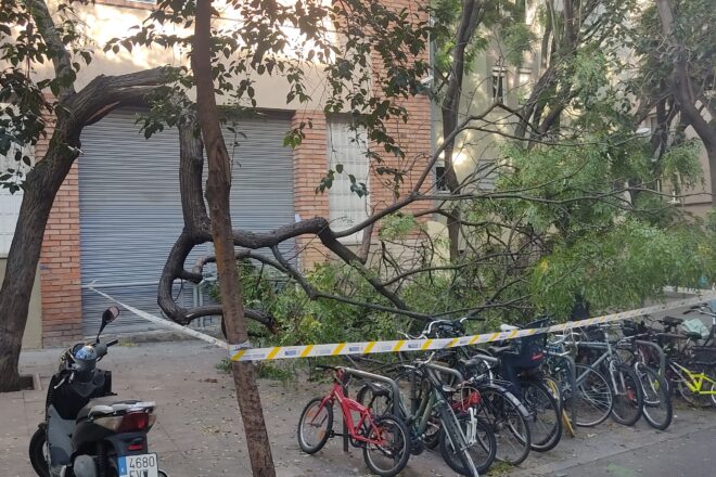 Per què cauen els arbres a Barcelona?