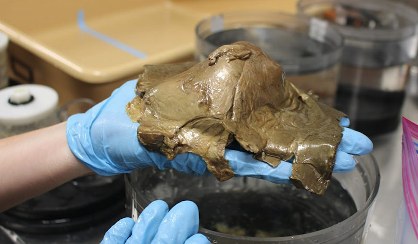 La criatura desconeguda que un grup de científics han trobat al Golf d'Alaska (fotografia: NOAA)