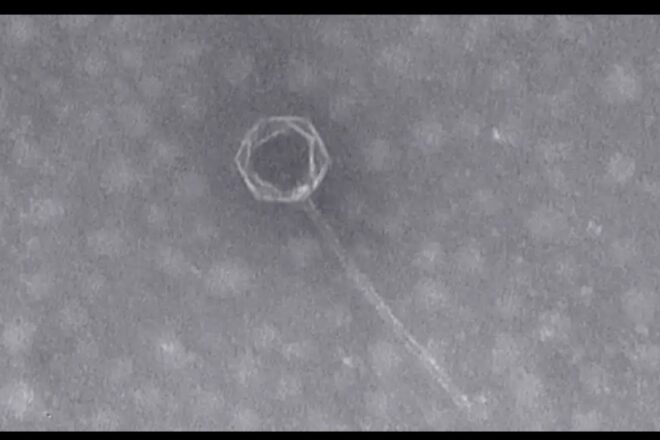 Descobreixen un virus totalment desconegut en el lloc més profund de la Terra