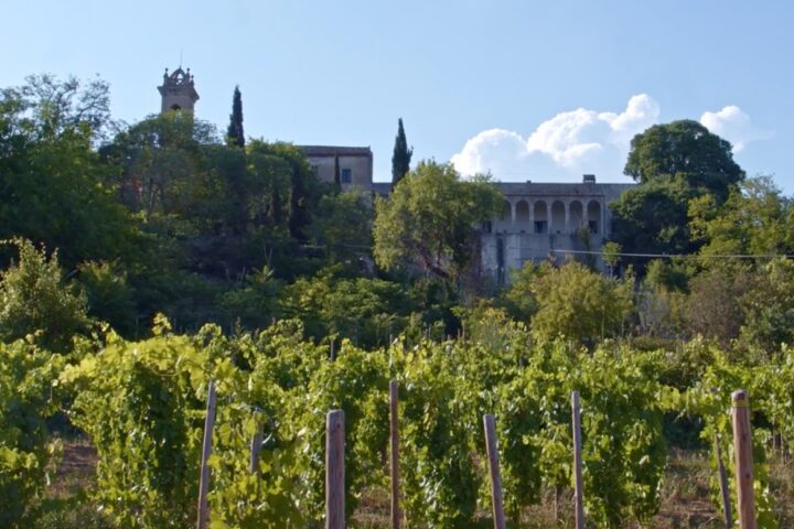 El monestir de Sant Jeroni de la Murtra i, a sota, les vinyes.