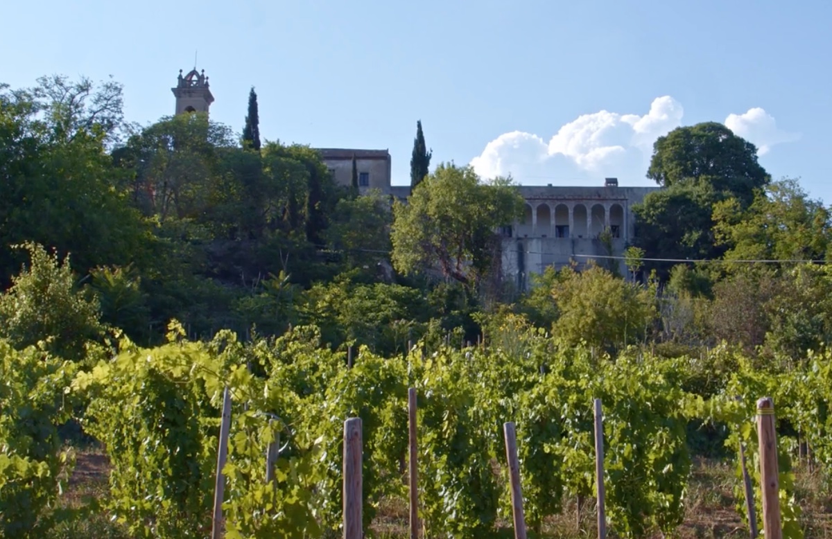 El monestir de Sant Jeroni de la Murtra i, a sota, les vinyes.