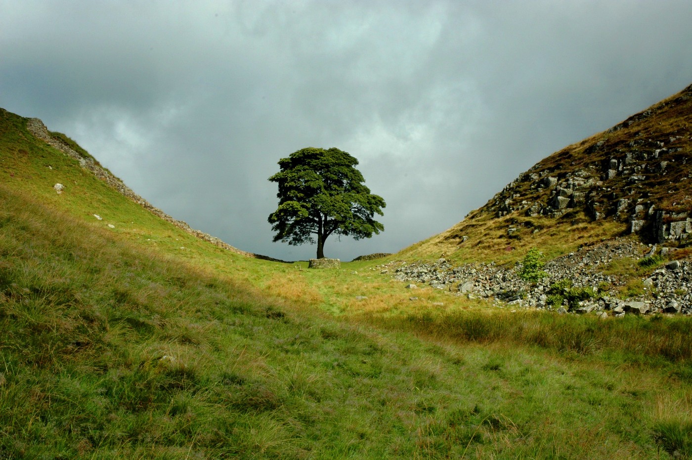 L'arbre, abans de ser talat (fotografia: Tomorrow Never Knows/Wikimedia Commons).
