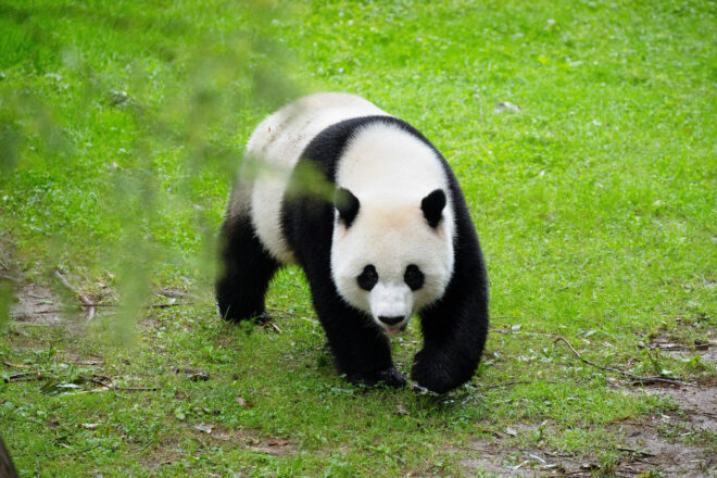 Després de dècades, la Xina comença a reclamar a Occident els seus óssos panda
