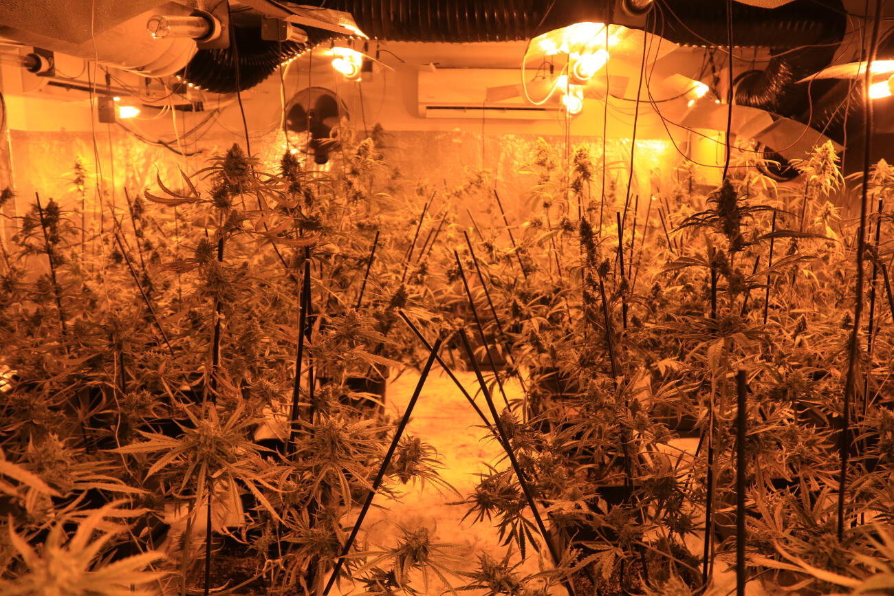 Imatge d’arxiu d’una plantació de marihuana (fotografia: ACN).