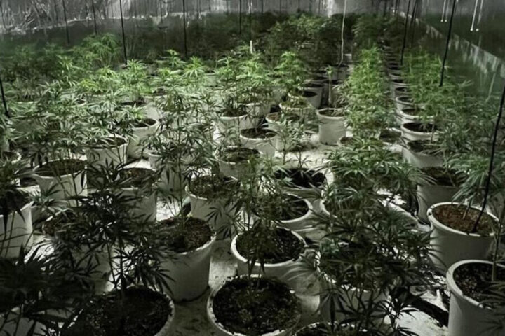 La plantació de marihuana (fotografia: Mossos d'Esquadra).